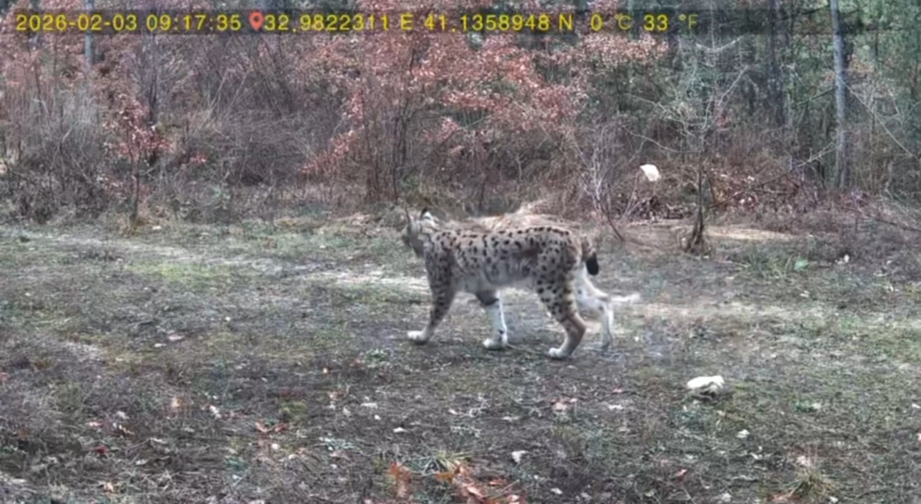 vasak ve karaca yavrusu fotokapanla goruntulendi 0