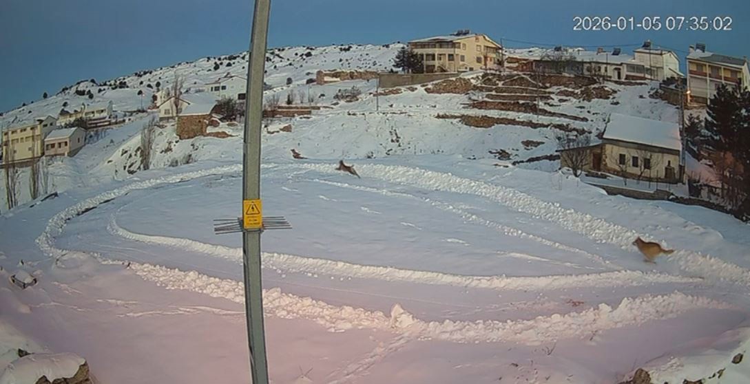vasaklar ile kurtlar arasindaki kovalamaca kamerada 1 RuJKZg5Z