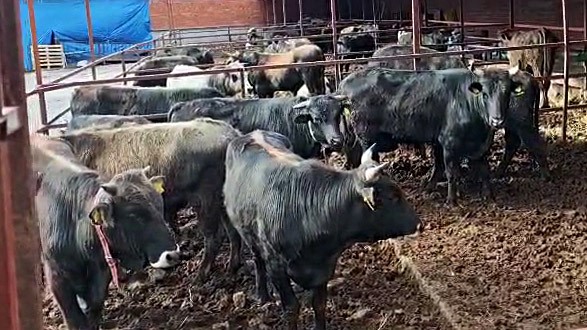 vatandasin ciftlik sahibi ile kurban pazarligi renkli goruntuler olusturdu 2 FSpfGdAi
