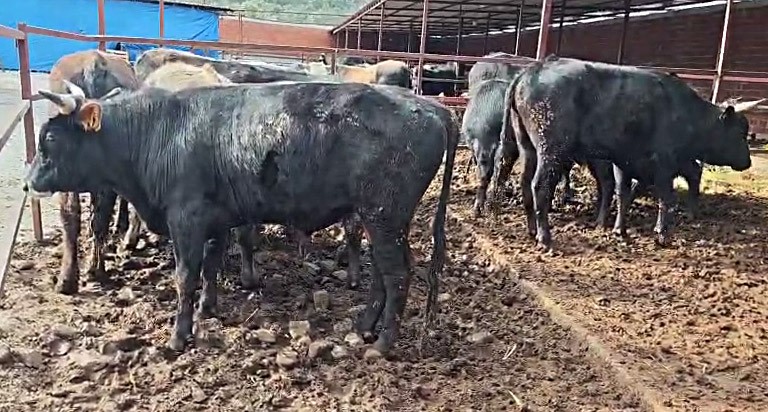 vatandasin ciftlik sahibi ile kurban pazarligi renkli goruntuler olusturdu 4 e45EKN5M