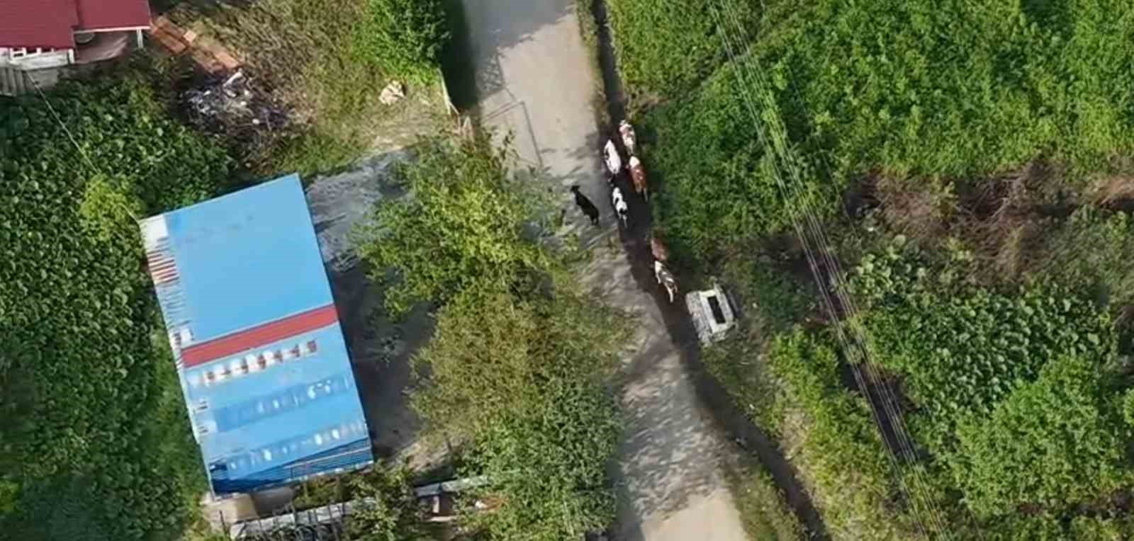 vatandasin kaybolan buyukbaslarini jandarma dron ile buldu 0