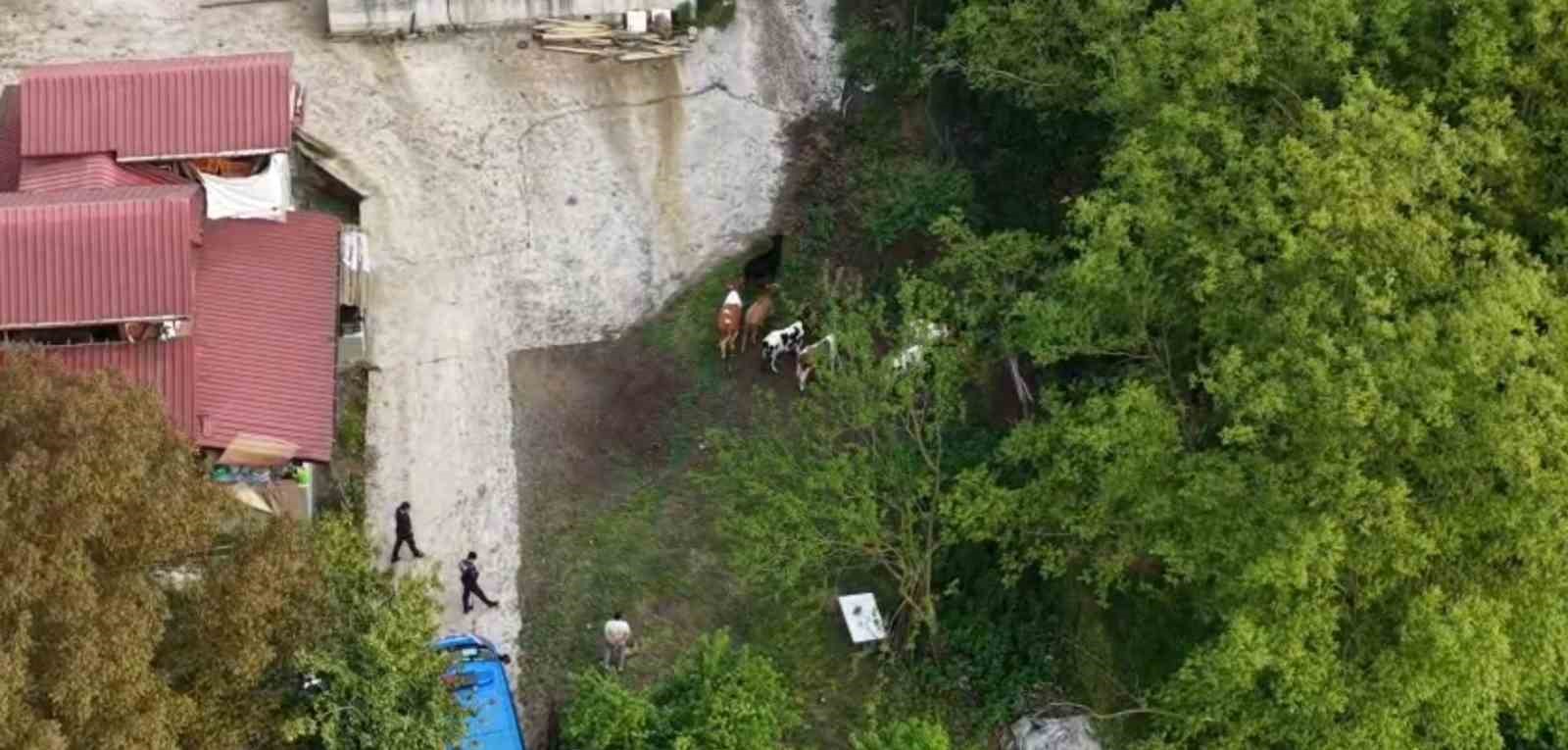 vatandasin kaybolan buyukbaslarini jandarma dron ile buldu 2 ERagQIQt