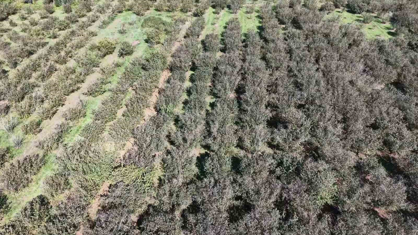 verimli topraklar agaclarla kaplaniyor carsamba ovasi tarimdan uzaklasiyor 1