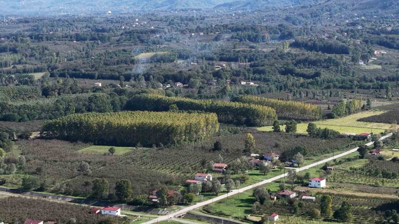 verimli topraklar agaclarla kaplaniyor carsamba ovasi tarimdan uzaklasiyor 3 tytK1WNO