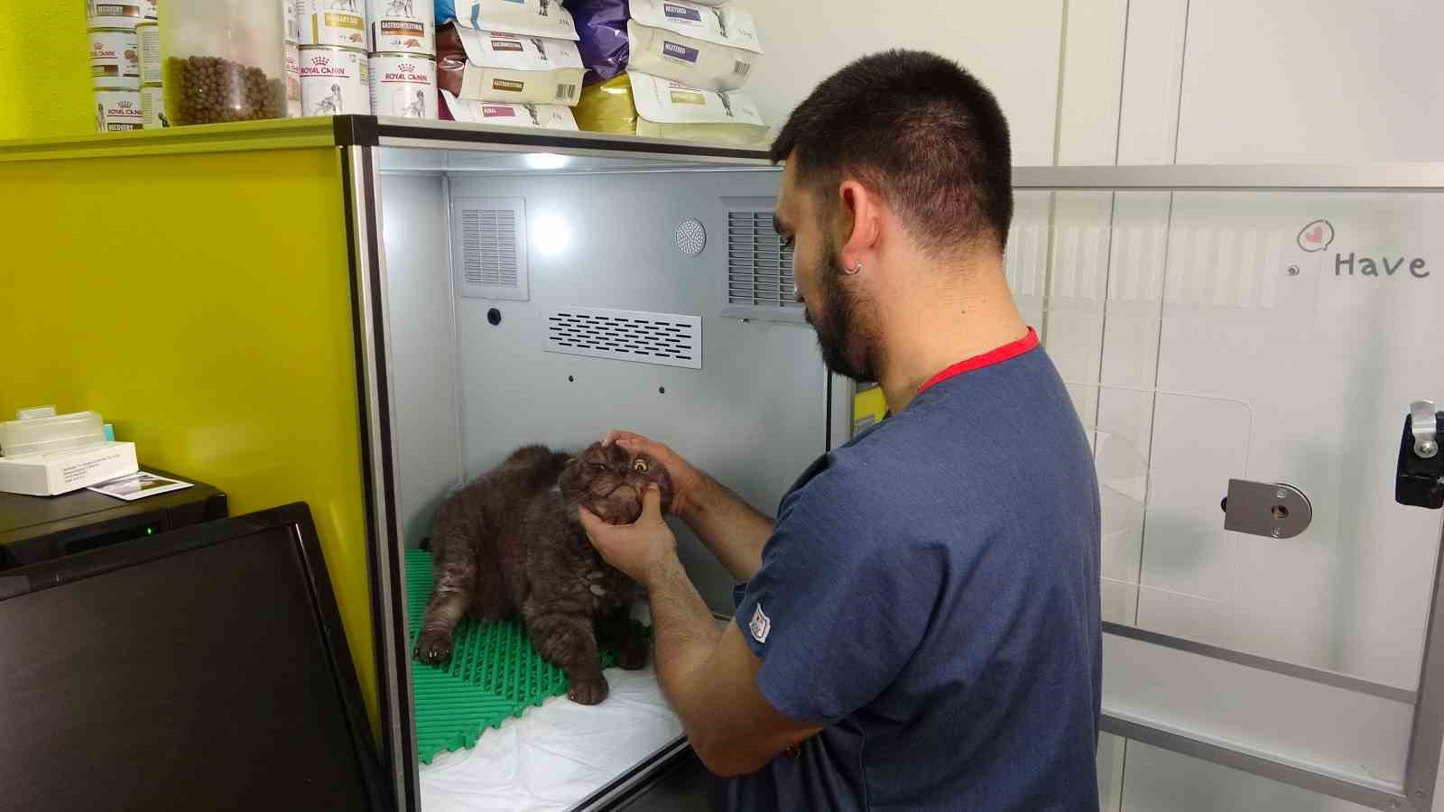 veteriner uyardi cig kurban artiklarini hayvanlara vermeyin 1 jJTrs6kf