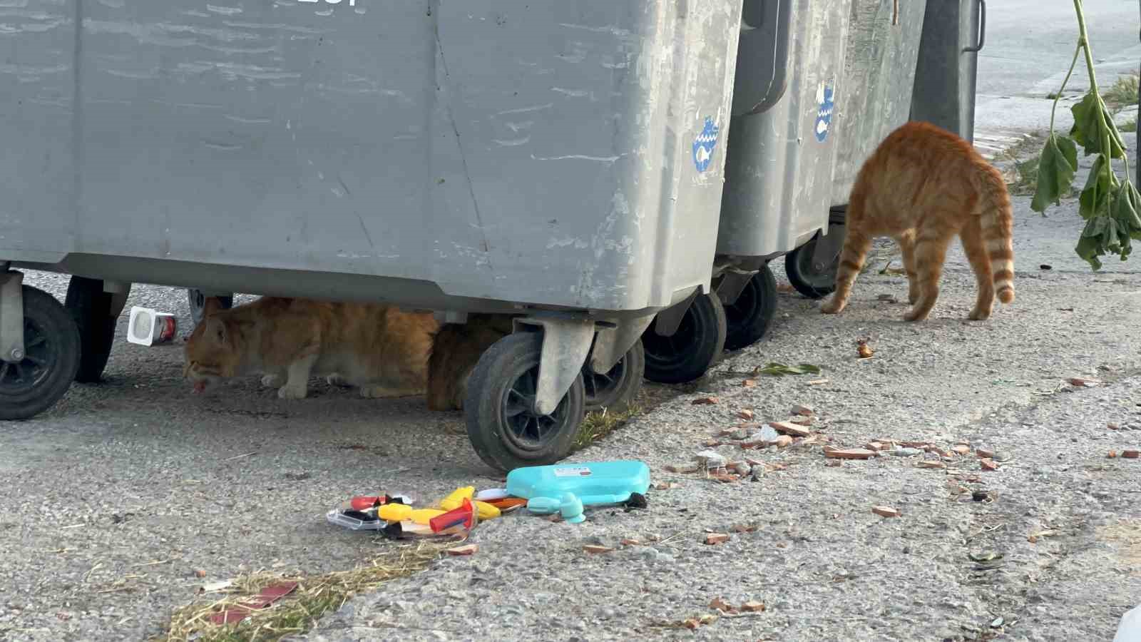 veteriner uyardi cig kurban artiklarini hayvanlara vermeyin 3 GWgtttkY