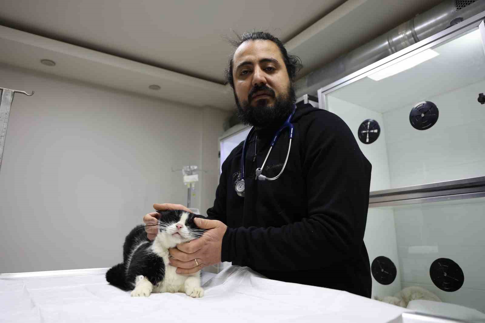 veterinerler yanginda yaralanan 11 kedinin gonullu tedavisini ustlendi 0 211sLSjN