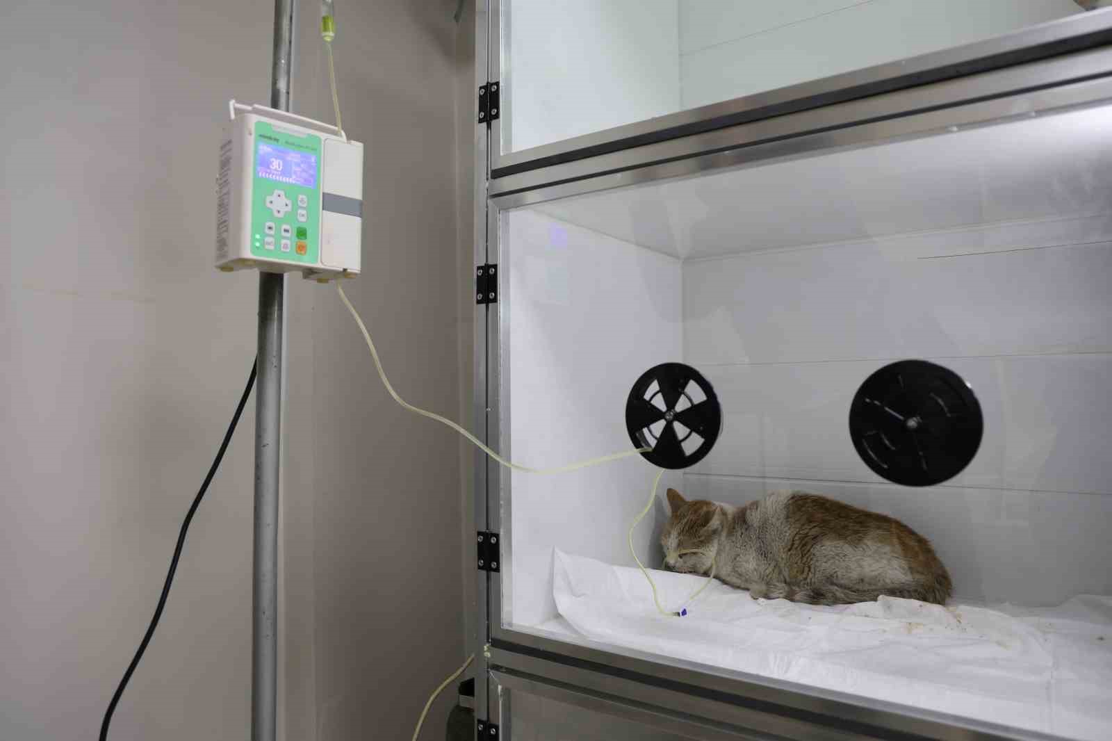 veterinerler yanginda yaralanan 11 kedinin gonullu tedavisini ustlendi 4 cVENU52C