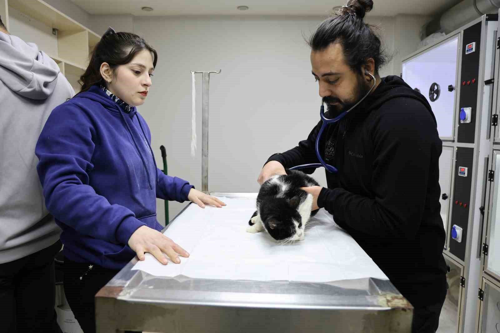 veterinerler yanginda yaralanan 11 kedinin gonullu tedavisini ustlendi 6 5qLkzpE1