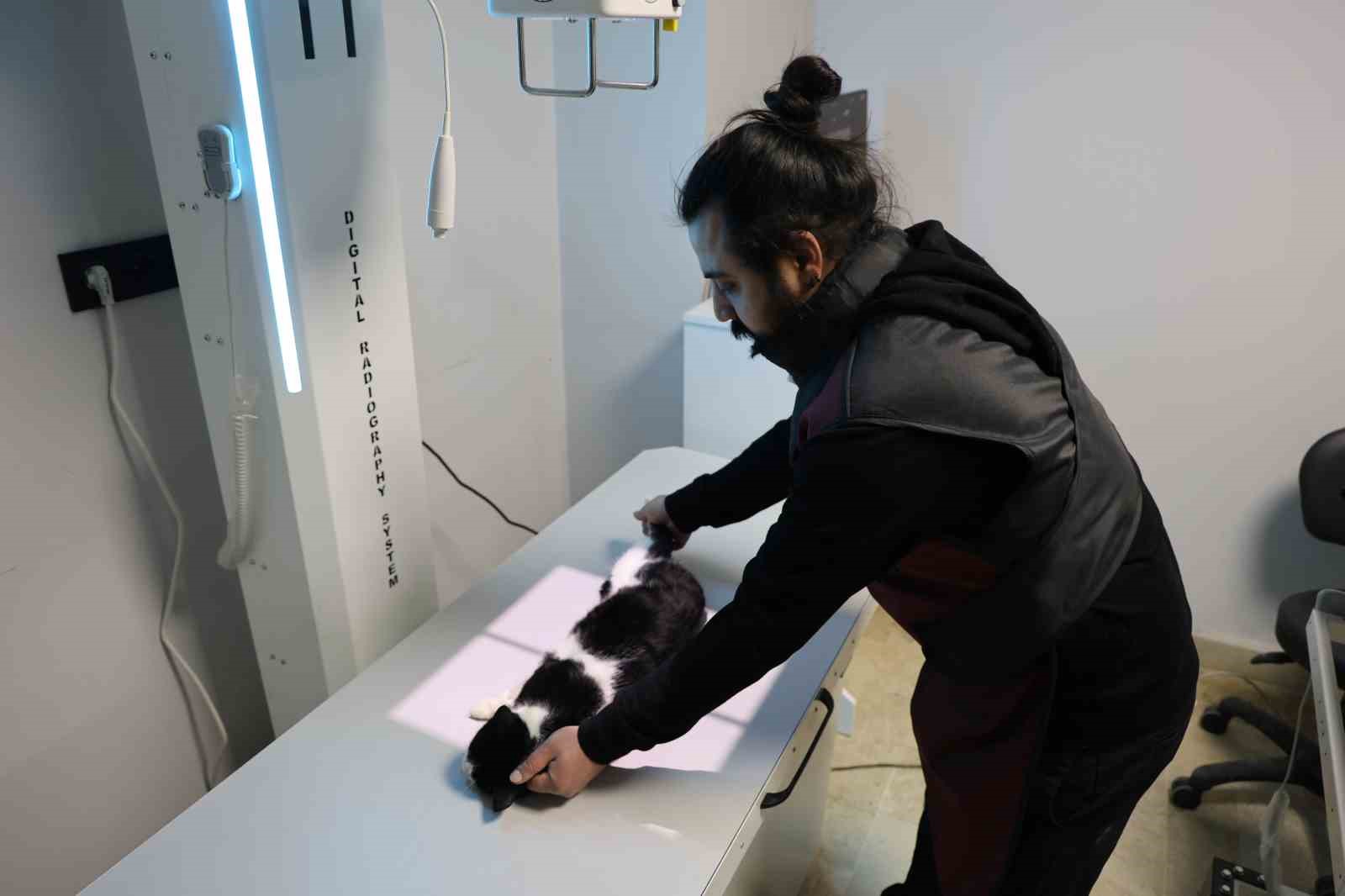 veterinerler yanginda yaralanan 11 kedinin gonullu tedavisini ustlendi 7 9uJKAwt4