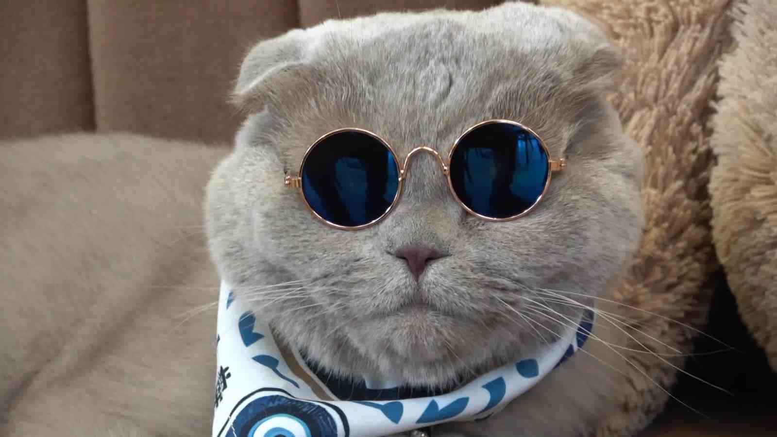 veterinerlerin yasamaz dedigi kedi denizde yuzdu uludagda kayak keyfi yapti 1 pLq3Qh3J