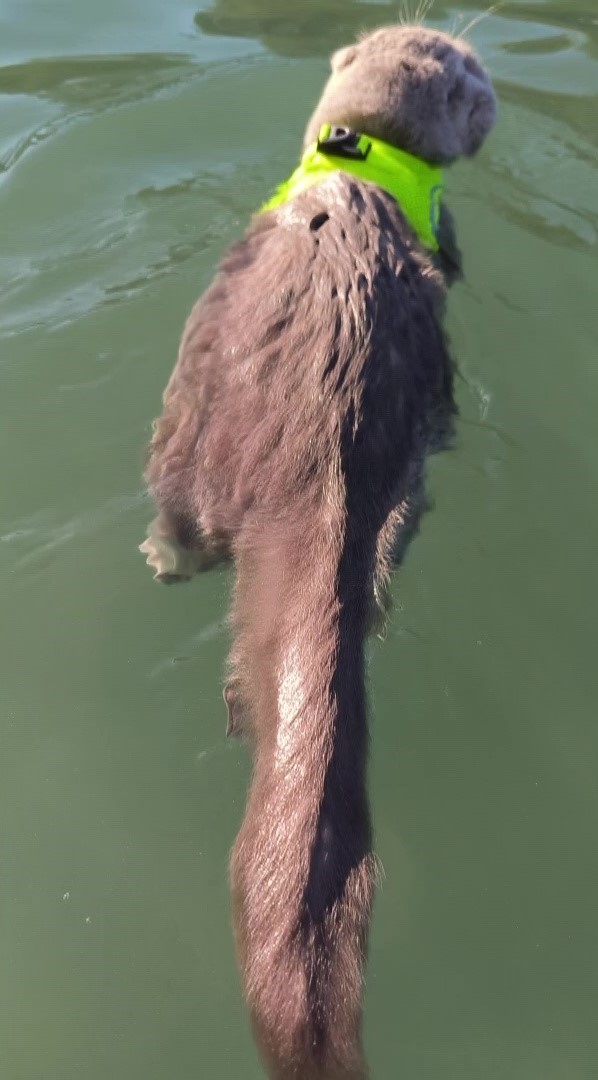 veterinerlerin yasamaz dedigi kedi denizde yuzdu uludagda kayak keyfi yapti 2