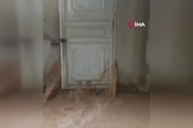 Beyan edilmeyen 395,49 gram altın takılar gümrüğe takıldı 1 thumbnail