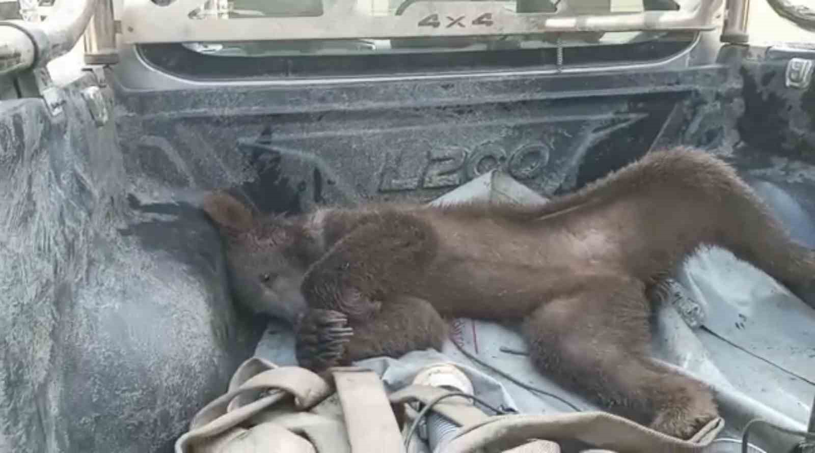 Viral olan ayı, satışları katladı: Balcı dükkanının başköşesine ’bayılan ayı’ dekoru yerleşti 5 viral olan ayi satislari katladi balci dukkaninin baskosesine bayilan ayi dekoru yerlesti 1 ZMO5JQFJ