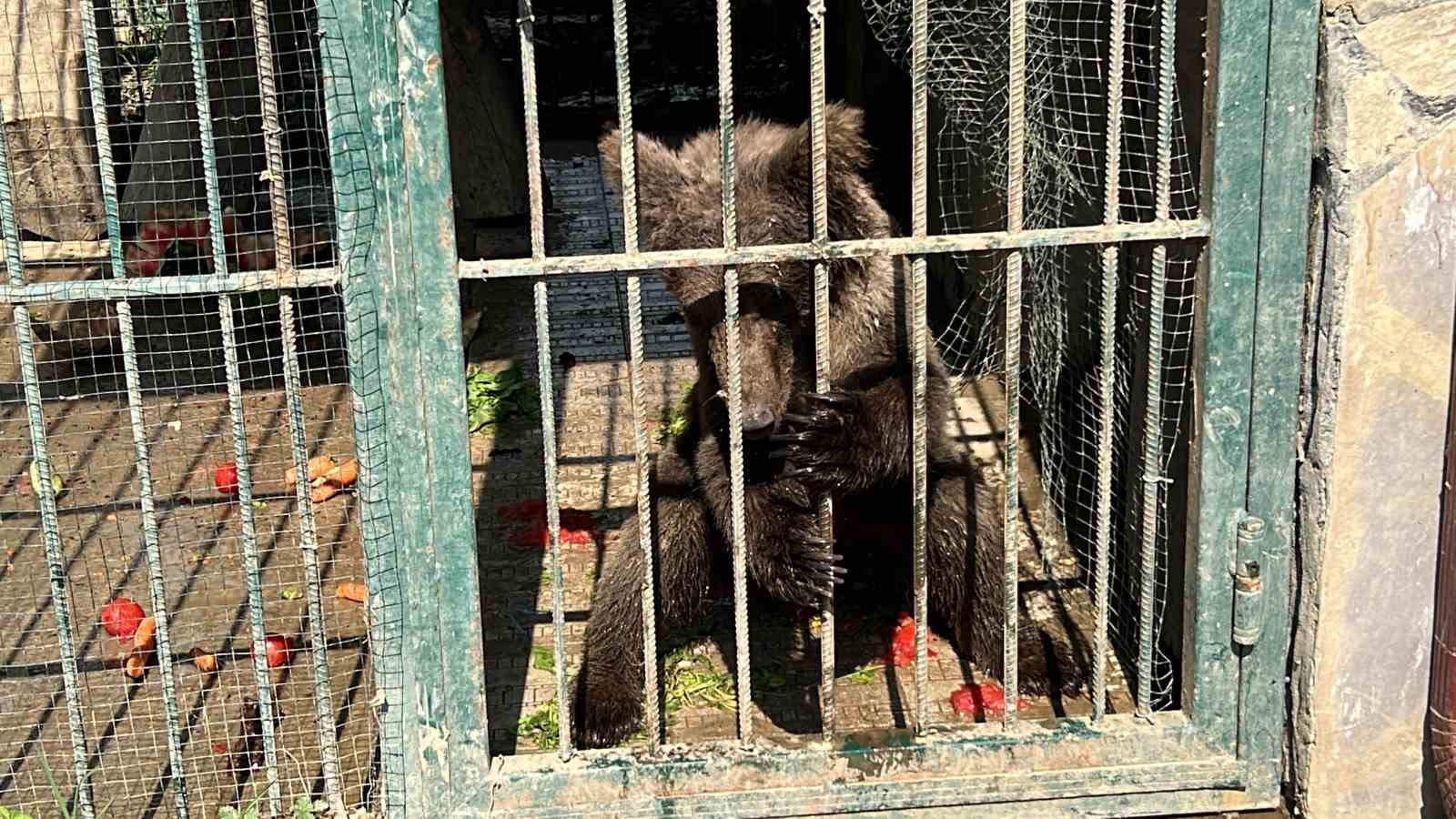 Viral olan ayı, satışları katladı: Balcı dükkanının başköşesine ’bayılan ayı’ dekoru yerleşti 9 viral olan ayi satislari katladi balci dukkaninin baskosesine bayilan ayi dekoru yerlesti 5 JjwDBwqN