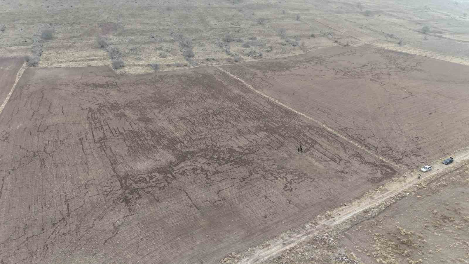 yaban domuzlari arpa ve bugday ekili tarlayi adeta haritaya cevirdi 0 qpkdTSmu