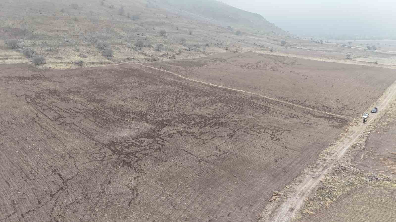 yaban domuzlari arpa ve bugday ekili tarlayi adeta haritaya cevirdi 2 MuEyT9AC