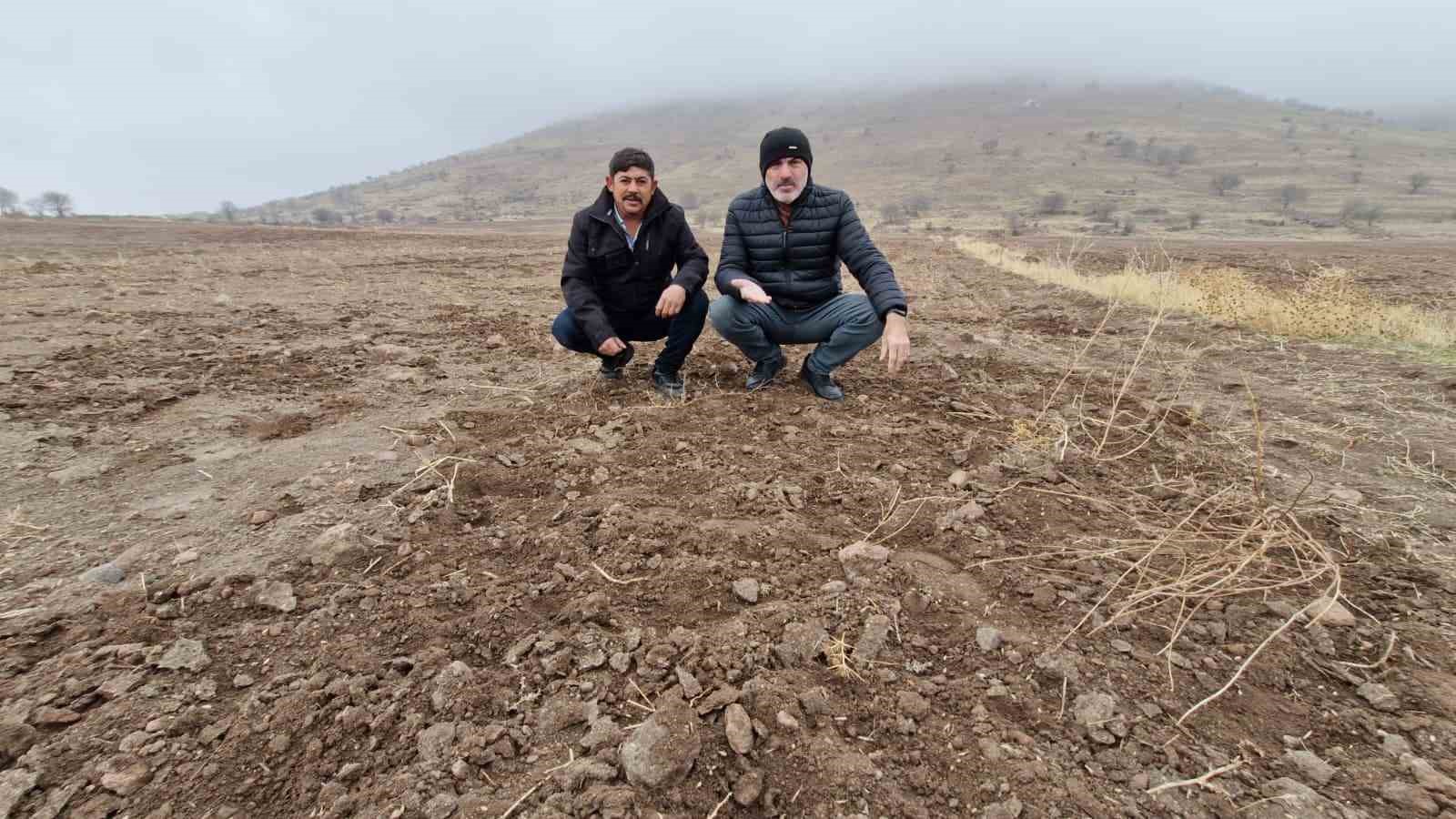 yaban domuzlari arpa ve bugday ekili tarlayi adeta haritaya cevirdi 3 Tmmw72lJ