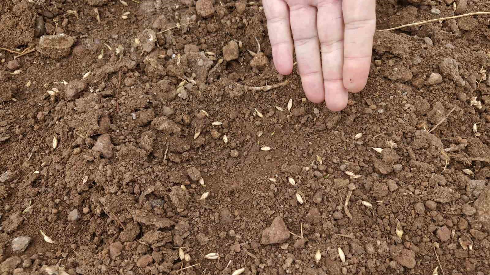 yaban domuzlari arpa ve bugday ekili tarlayi adeta haritaya cevirdi 5 ma55mPj6
