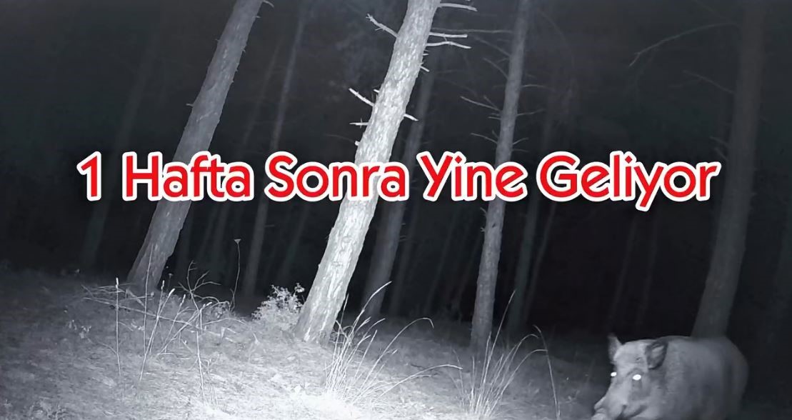 Yaban domuzunun fotokapanla savaşı: Söküp parçalamaya çalıştı 5 yaban domuzunun fotokapanla savasi sokup parcalamaya calisti 1 yZrDaAQC