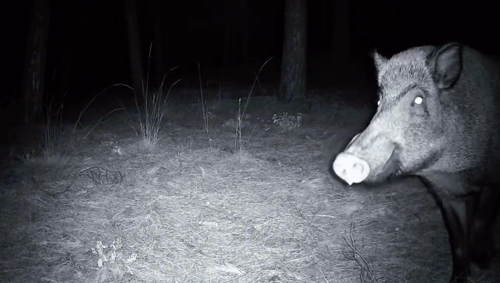 Yaban domuzunun fotokapanla savaşı: Söküp parçalamaya çalıştı 6 yaban domuzunun fotokapanla savasi sokup parcalamaya calisti 2 h3EhRNLg