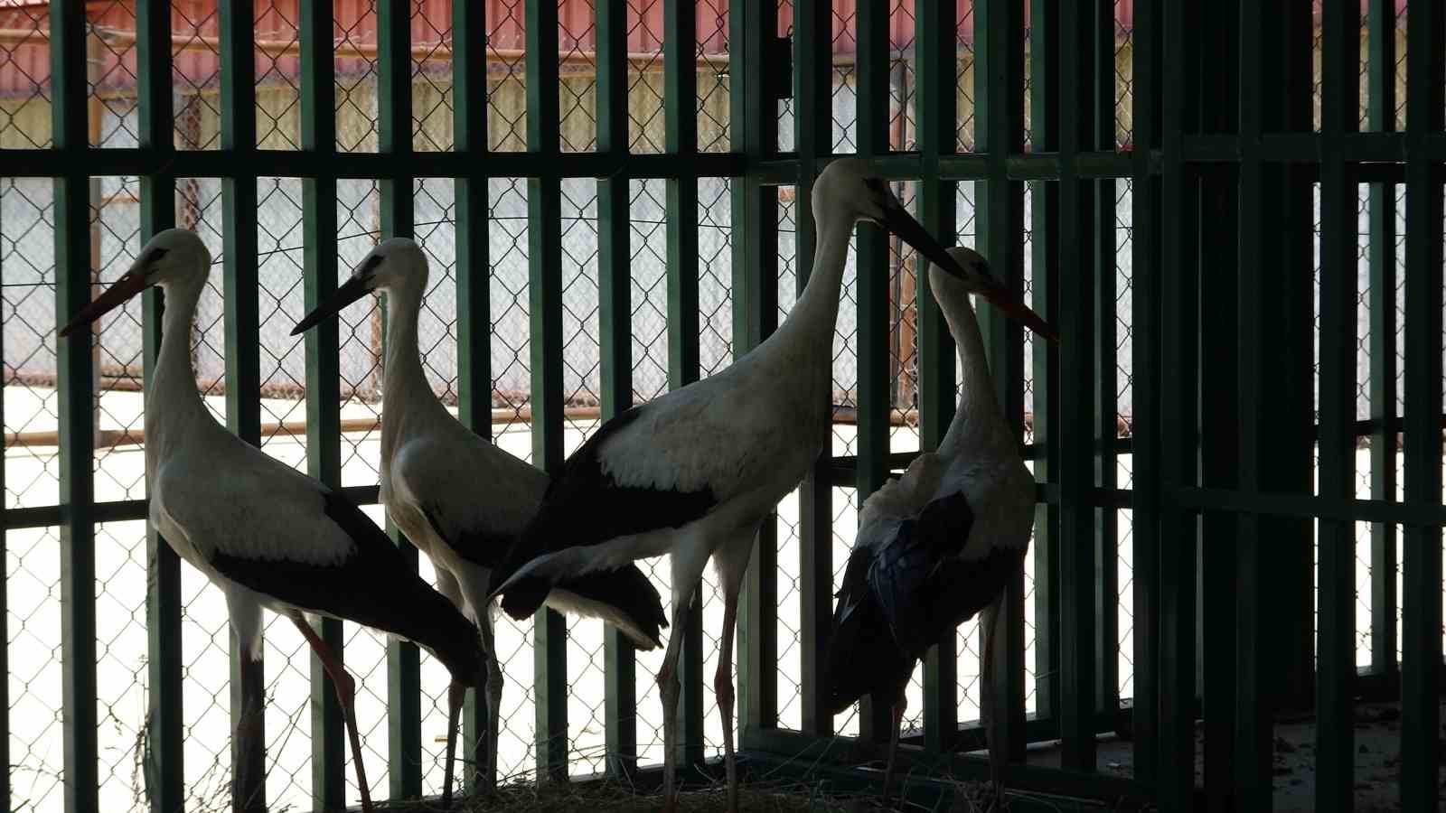 yaban hayvanlarinin kres donemi tamamlandi oksuz yavrular rehabilitasyonun ardindan dogaya birakildi 0 IpA4IN64