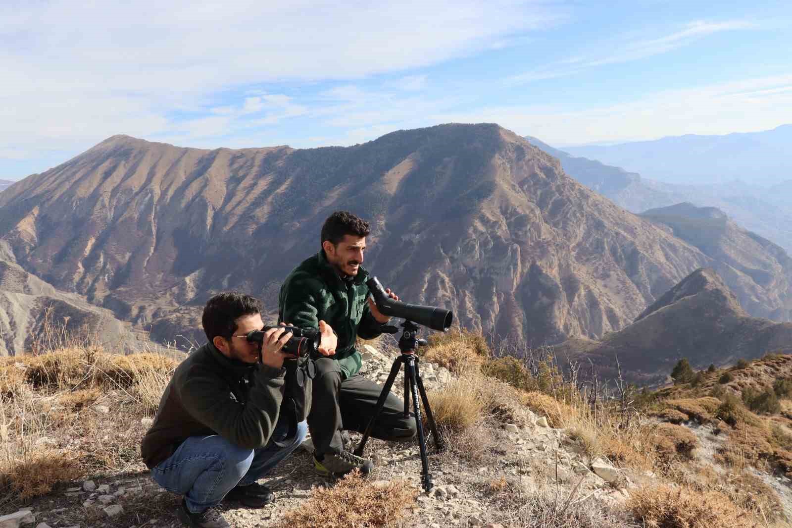 Yaban keçileri tek tek sayılıyor 6 yaban kecileri tek tek sayiliyor 2