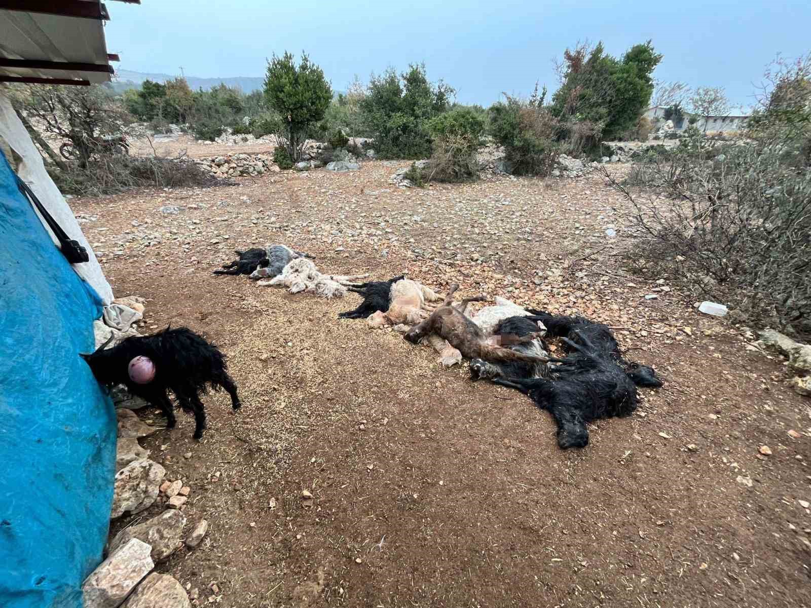 yabani hayvan saldirisinda 12 kucukbas hayvan telef oldu 2 lIubQt7O