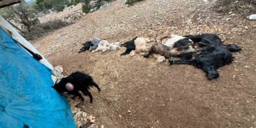 yabani-hayvan-saldirisinda-12-kucukbas-hayvan-telef-oldu-xnNdHgSL.jpg