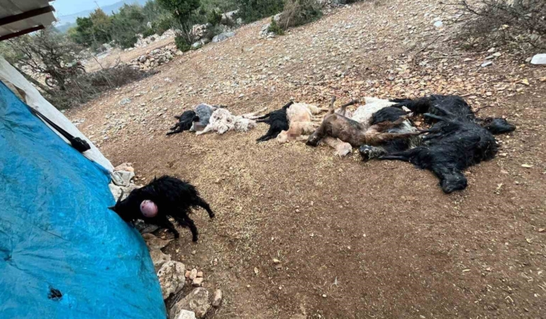 yabani-hayvan-saldirisinda-12-kucukbas-hayvan-telef-oldu-xnNdHgSL.jpg