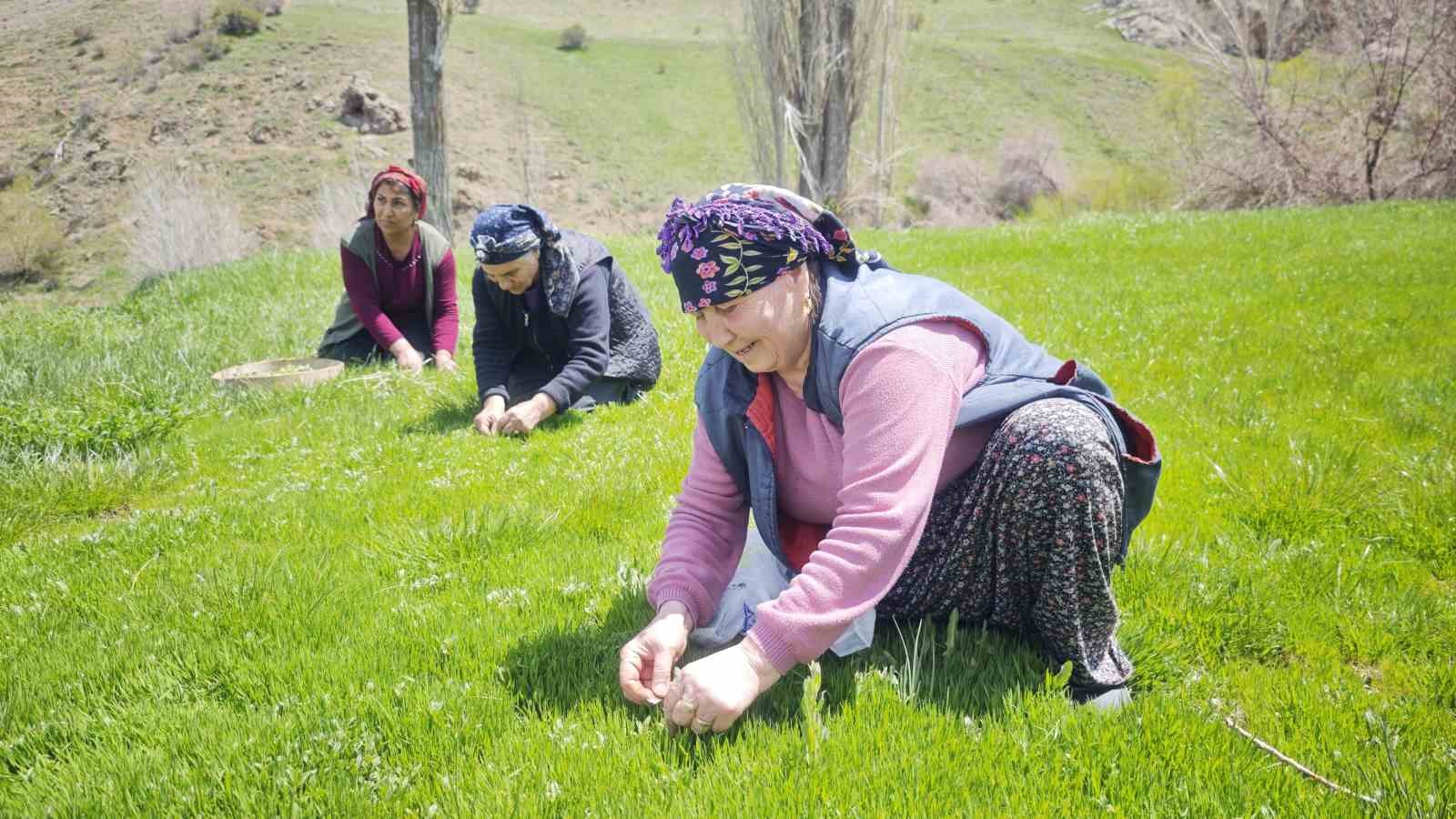 yabani otlarin arasindan ozenle secilerek jilet yardimiyla tek tek toplaniyor 0
