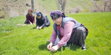 yabani-otlarin-arasindan-ozenle-secilerek-jilet-yardimiyla-tek-tek-toplaniyor-HydlcJaV.jpg