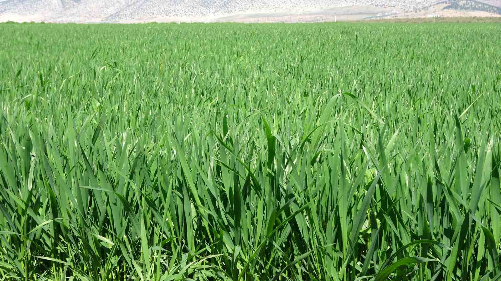 yagislar bugday ureticisinin yuzunu guldurdu 1 L9VbSQbp