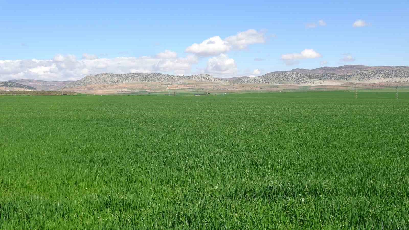 yagislar bugday ureticisinin yuzunu guldurdu 2 tlIFTseq