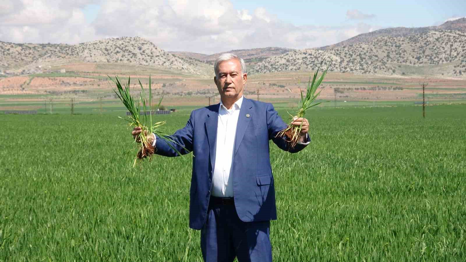 yagislar bugday ureticisinin yuzunu guldurdu 4 bNiaaJJz