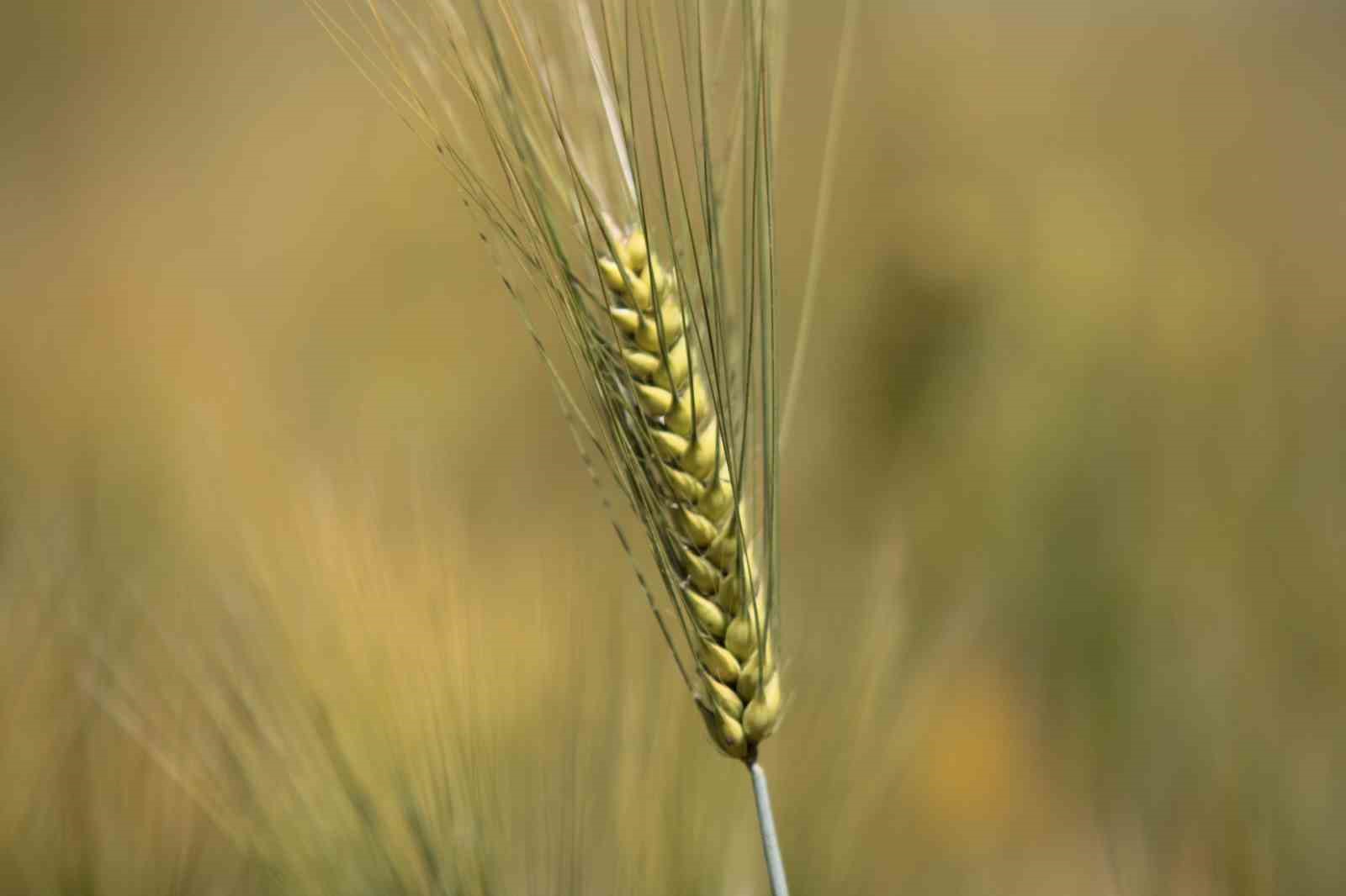 yagislar karacabey ovasina bugday bereketi getirdi dekara 900 kilogram bekleniyor 1 s5snz3kC