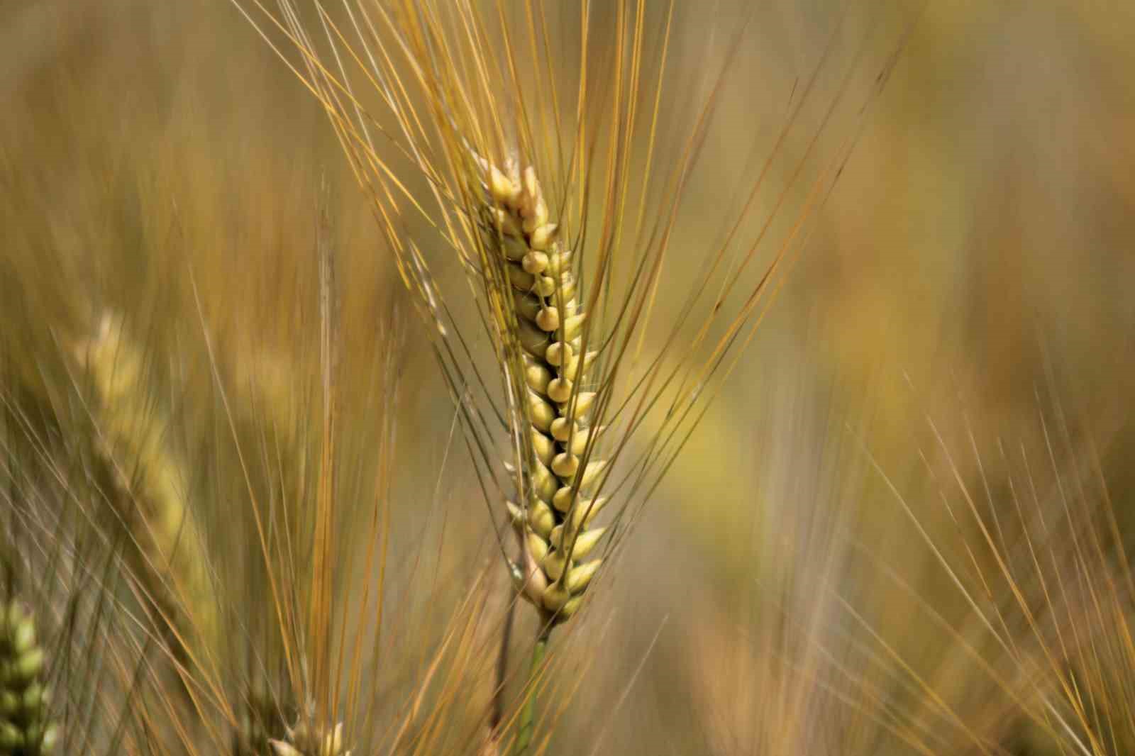 yagislar karacabey ovasina bugday bereketi getirdi dekara 900 kilogram bekleniyor 2 gNNYBiFs