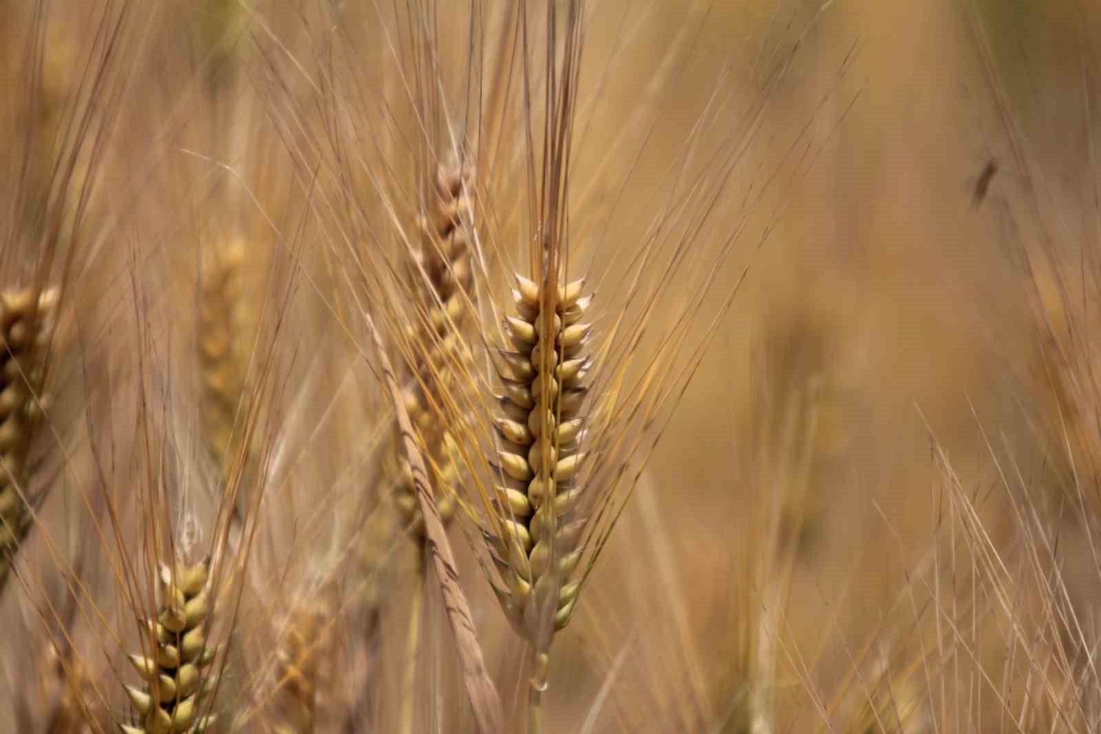 yagislar karacabey ovasina bugday bereketi getirdi dekara 900 kilogram bekleniyor 3