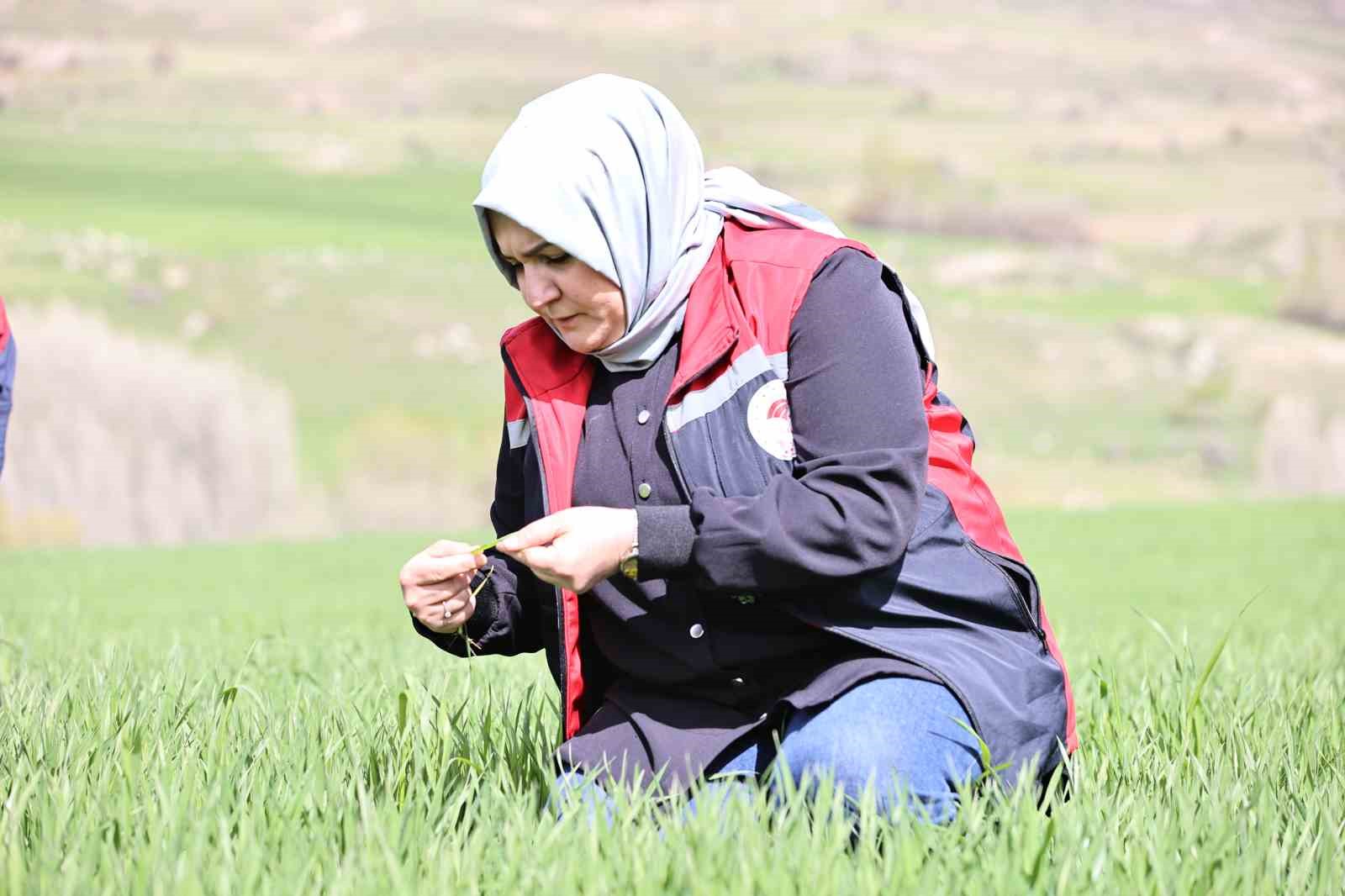 Yağışlar sonrası çiftçilere hububat tarlalarında hastalık riski uyarısı: "Hastalık çıkmadan önce alınan tedbirler verimi korur" 9 yagislar sonrasi ciftcilere hububat tarlalarinda hastalik riski uyarisi hastalik cikmadan once alinan tedbirler verimi P5nStUEJ