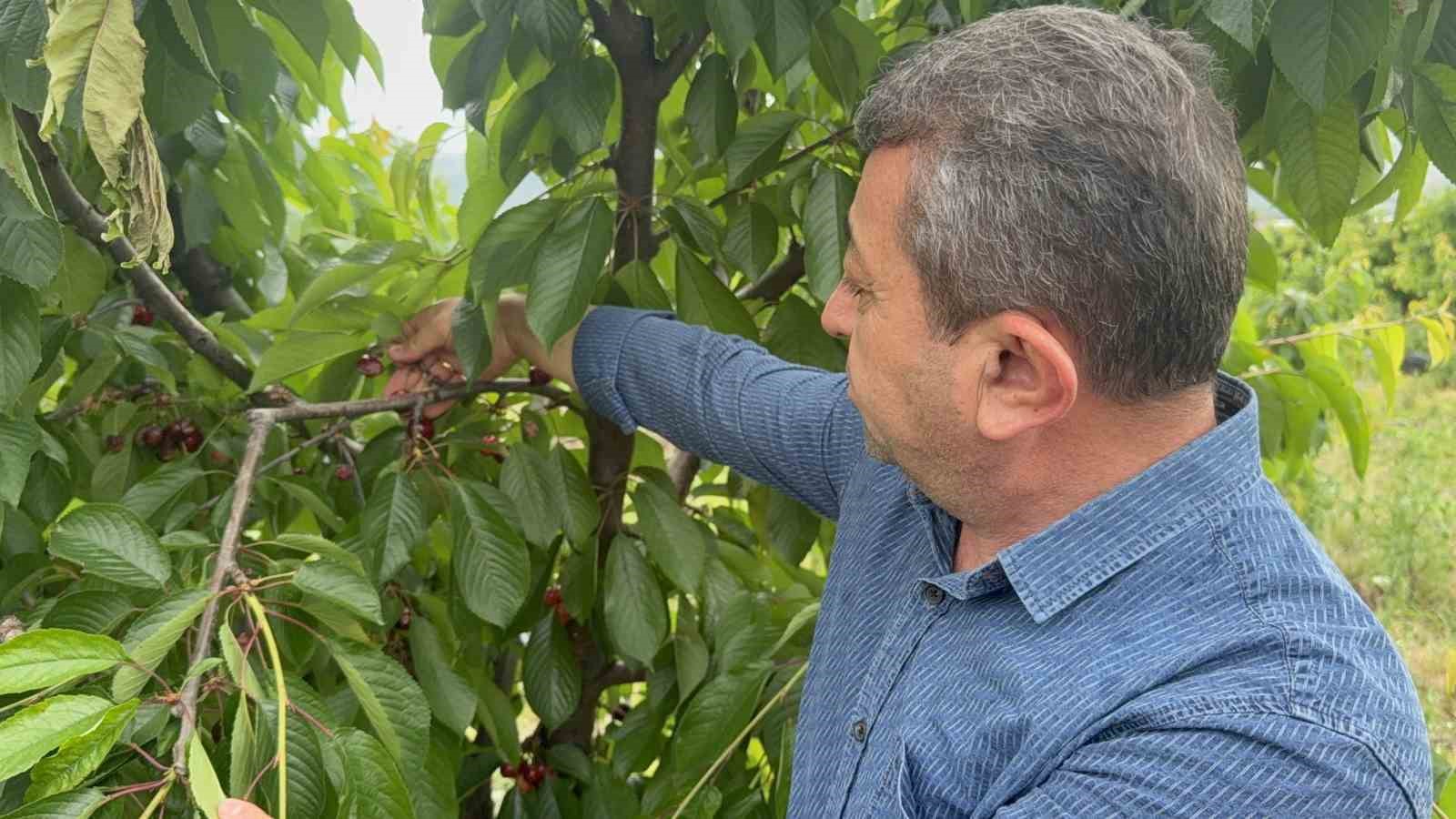 Yağışlardan dolayı arılar çalışamadı, döllerme olmayınca meyvede dökülme riski arttı 5 yagislardan dolayi arilar calisamadi dollerme olmayinca meyvede dokulme riski artti 1 Xez1LZ5h