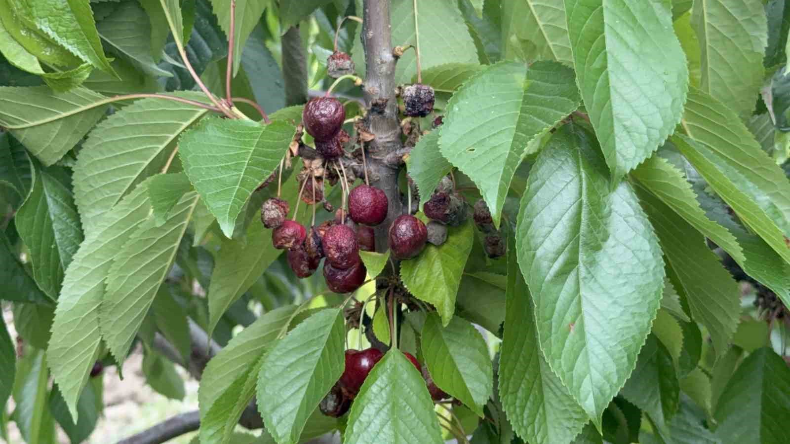 Yağışlardan dolayı arılar çalışamadı, döllerme olmayınca meyvede dökülme riski arttı 6 yagislardan dolayi arilar calisamadi dollerme olmayinca meyvede dokulme riski artti 2 ZJGiNQr1