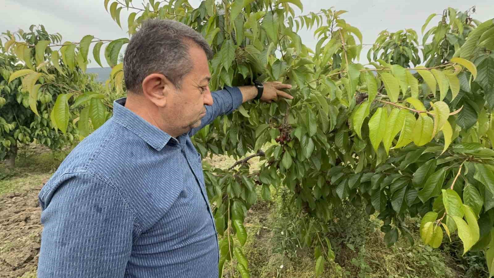 Yağışlardan dolayı arılar çalışamadı, döllerme olmayınca meyvede dökülme riski arttı 7 yagislardan dolayi arilar calisamadi dollerme olmayinca meyvede dokulme riski artti 3 9aKw5Yuc
