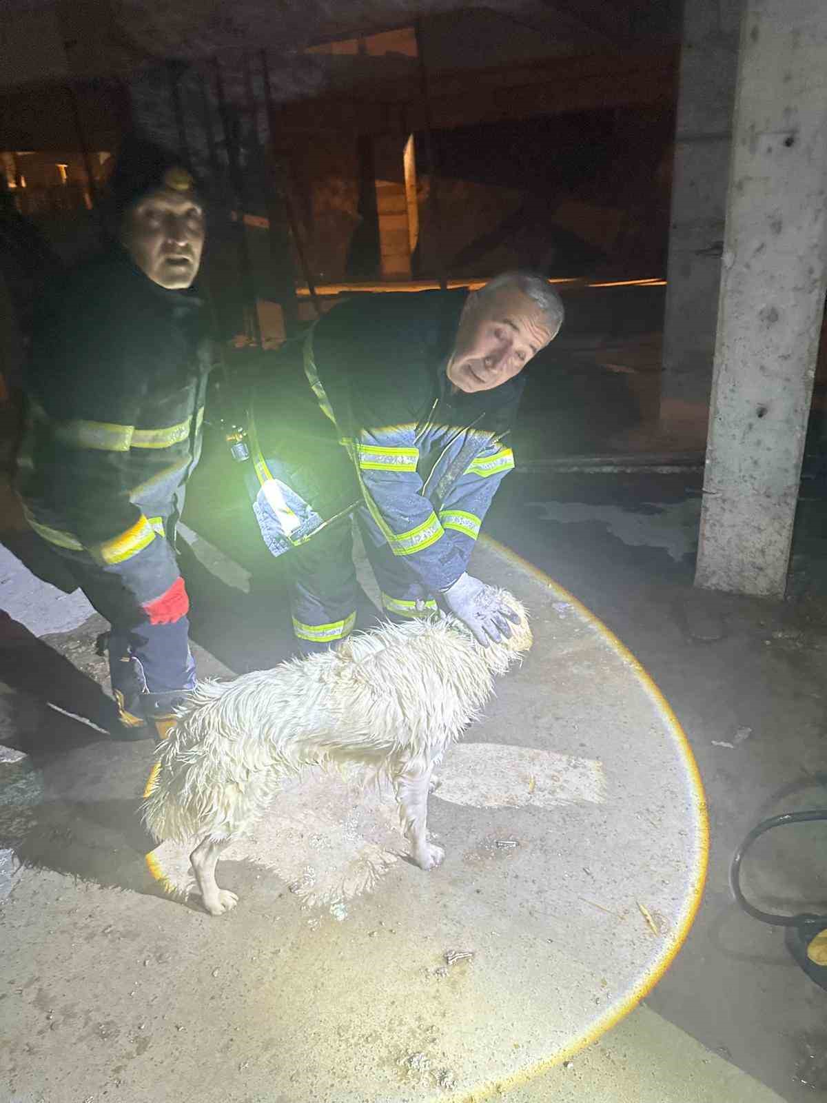 yagmur sulariyla dolan asansor bosluguna dusen kopek son anda kurtarildi 2 d6y4zmsn
