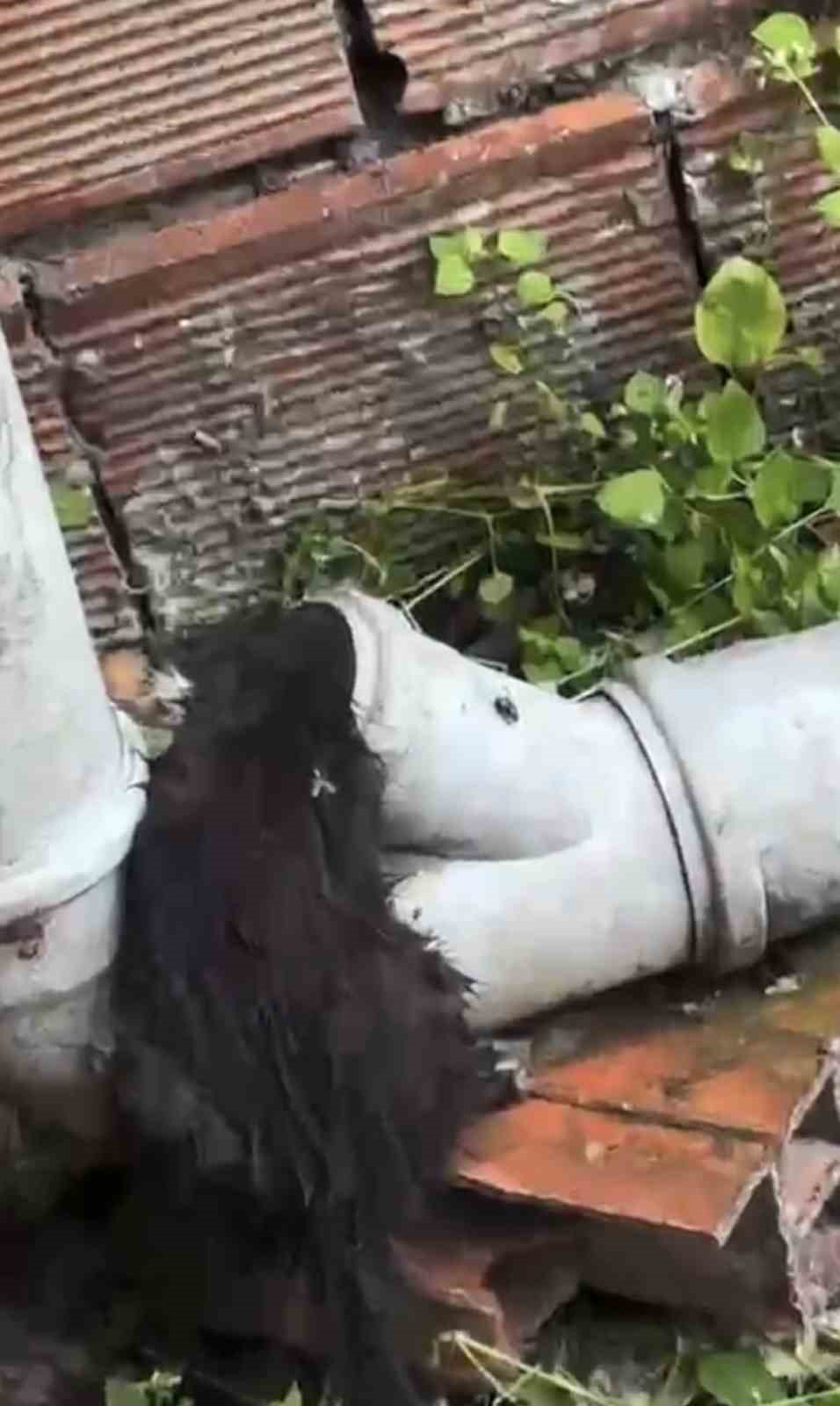 Yağmur suyu borusuna sıkışan yavru kedi uzun uğraşlar sonrasında kurtarıldı 5 yagmur suyu borusuna sikisan yavru kedi uzun ugraslar sonrasinda kurtarildi 1 ZSIuTB1g