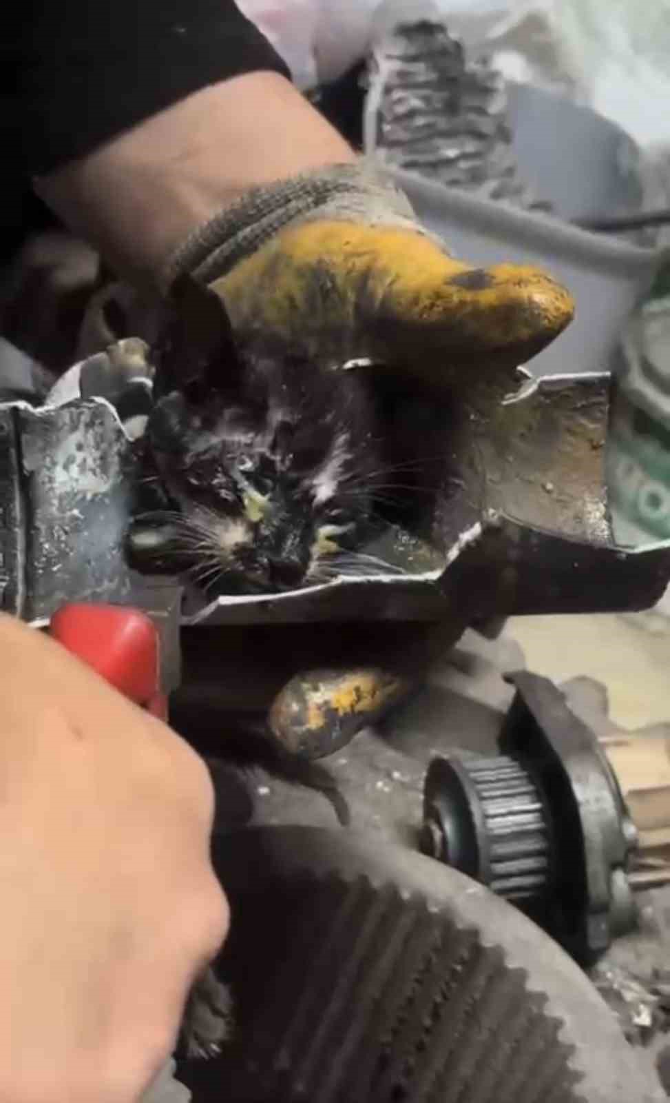 Yağmur suyu borusuna sıkışan yavru kedi uzun uğraşlar sonrasında kurtarıldı 6 yagmur suyu borusuna sikisan yavru kedi uzun ugraslar sonrasinda kurtarildi 2 FjLHywKY