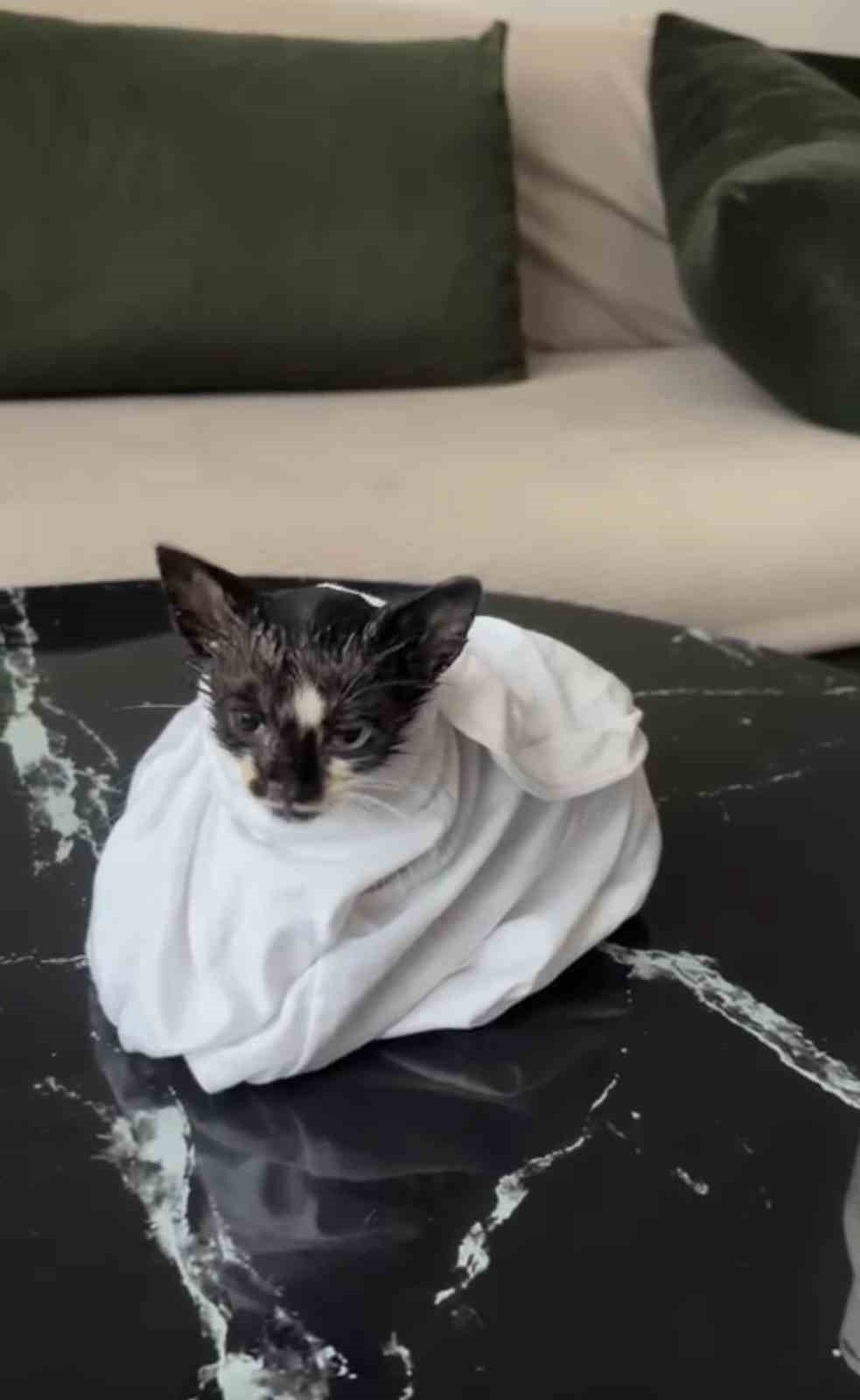Yağmur suyu borusuna sıkışan yavru kedi uzun uğraşlar sonrasında kurtarıldı 9 yagmur suyu borusuna sikisan yavru kedi uzun ugraslar sonrasinda kurtarildi 5 wK3cvjrD