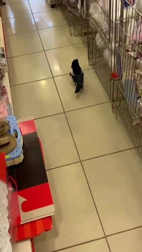 yagmurdan kacan yavru karga is yerine sigindi 2 RnJtqFYn