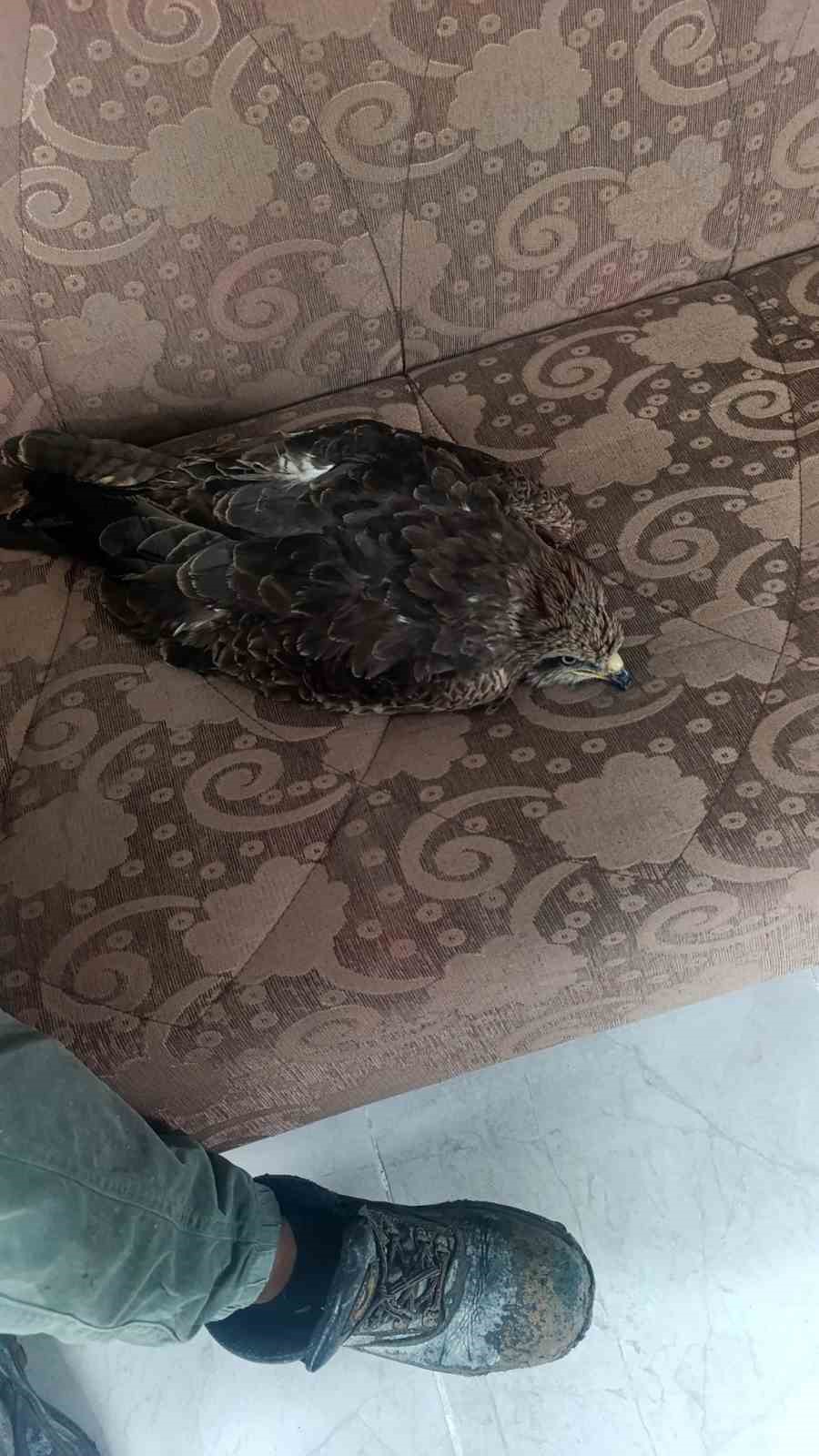 yakalan yarali sahin ekiplere teslim edildi 2 Cp68EYEK