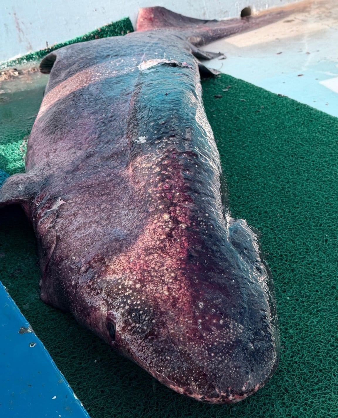 yalova aciklarinda 4 metre uzunlugunda kopek baligi aga takildi 3