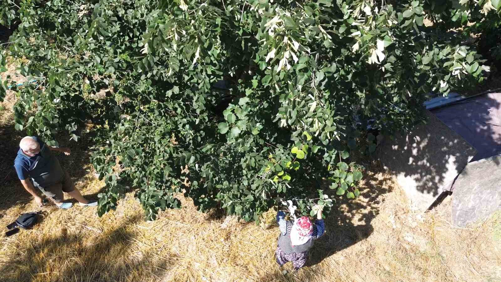 Yalova ıhlamuruna Türkiye’nin dört bir yanından talep 8 yalova ihlamuruna turkiyenin dort bir yanindan talep 4 C7MM8wTa